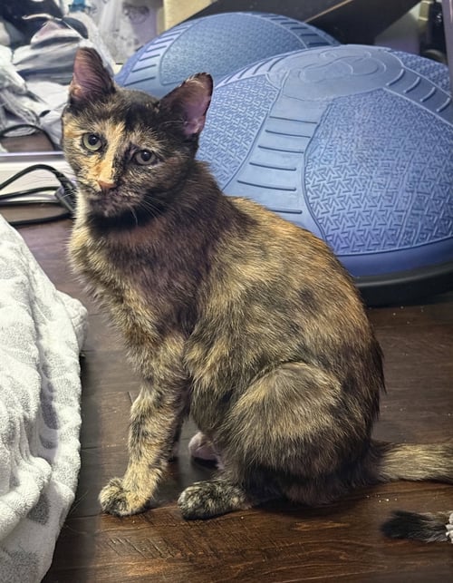 LUCY JANE - Tortoiseshell / Domestic Short Hair available for adoption