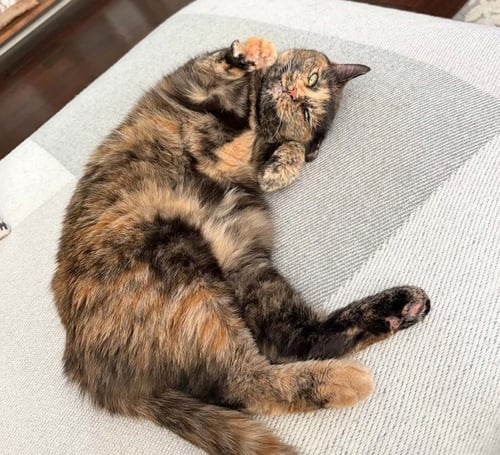 LUCY JANE - Tortoiseshell / Domestic Short Hair available for adoption