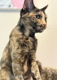 Lucy Jane - Photo 4