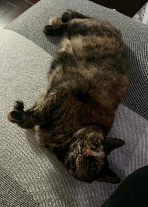 LUCY JANE - Tortoiseshell / Domestic Short Hair available for adoption
