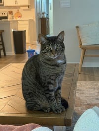 Snuggles - Photo 4