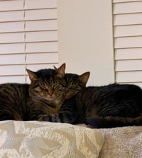 Snuggles - Photo 2