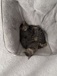 Snuggles - Photo 7