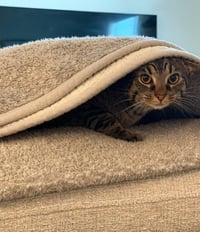 Snuggles - Photo 8