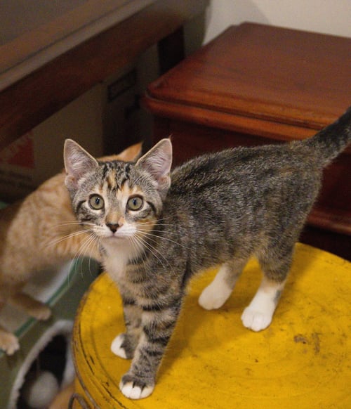 MAGGIE - Domestic Short Hair available for adoption