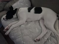 Pippa - Photo 9