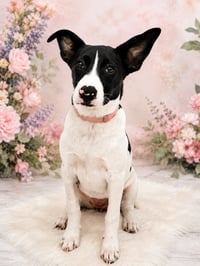 Pippa - Photo 6