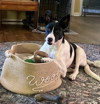 Pippa - Photo 3