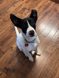 Pippa - Photo 4
