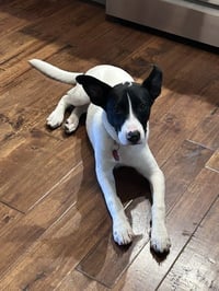 Pippa - Photo 3