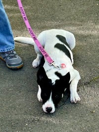 Pippa - Photo 4