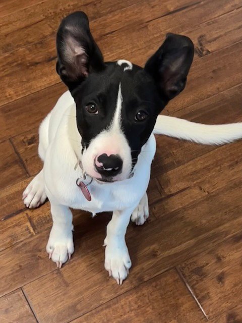 Pippa Image