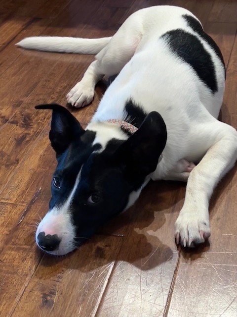 PIPPA - Border Collie available for adoption