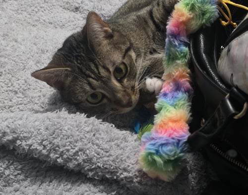 MAGNOLIA - Domestic Short Hair available for adoption