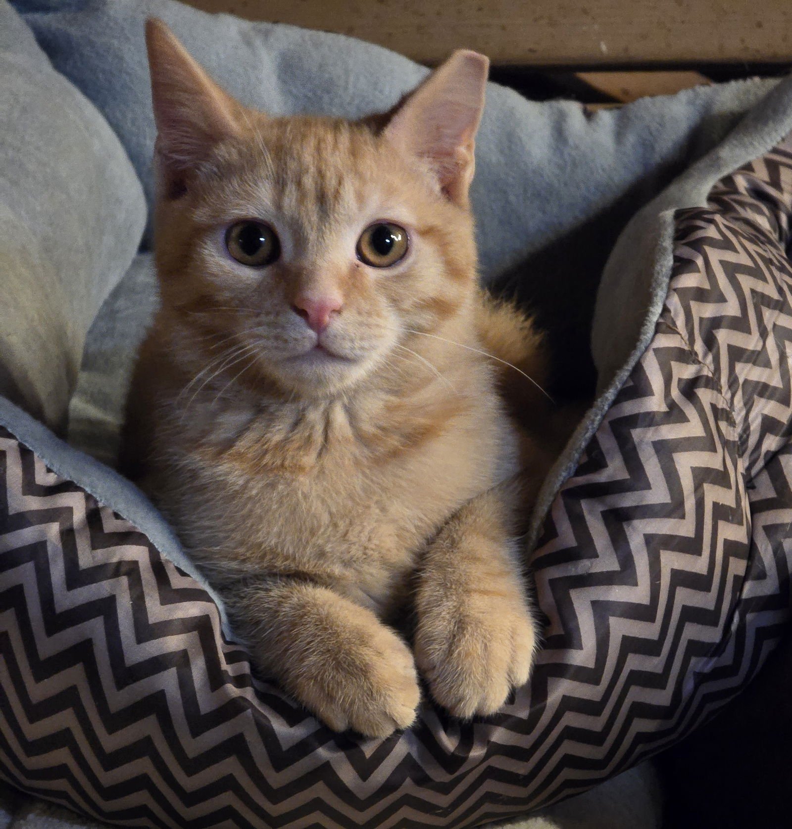 BRADY - Domestic Short Hair available for adoption