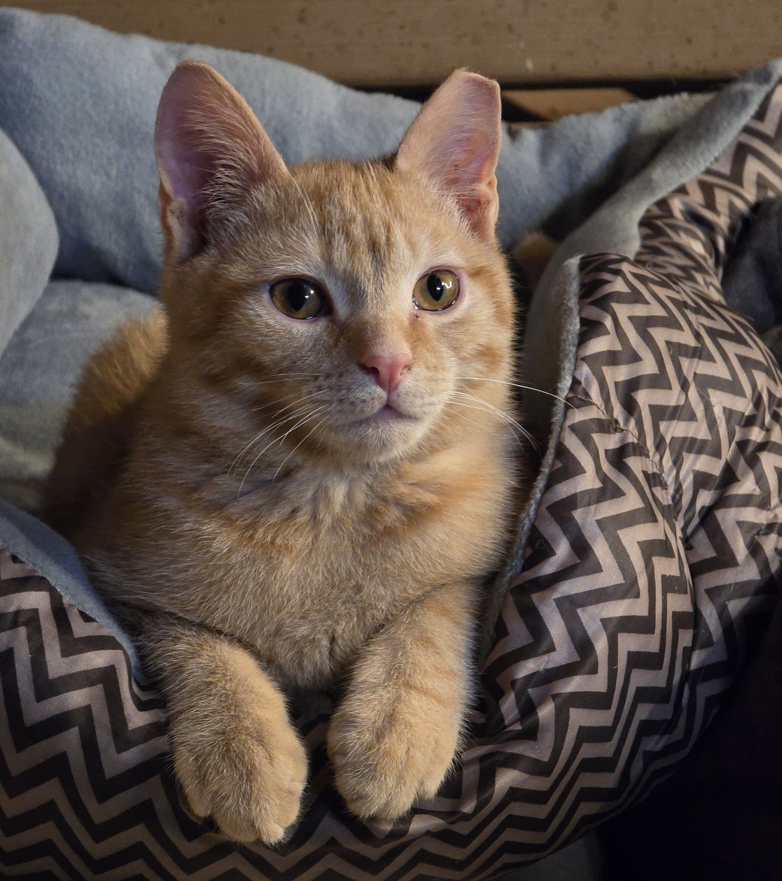 BRADY - Domestic Short Hair available for adoption