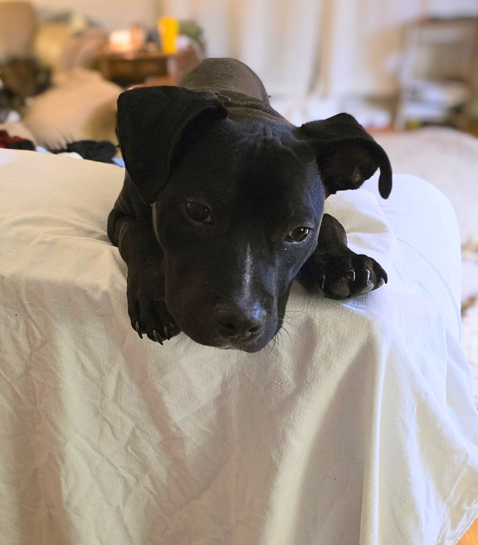 THOMAS - Pit Bull Terrier available for adoption