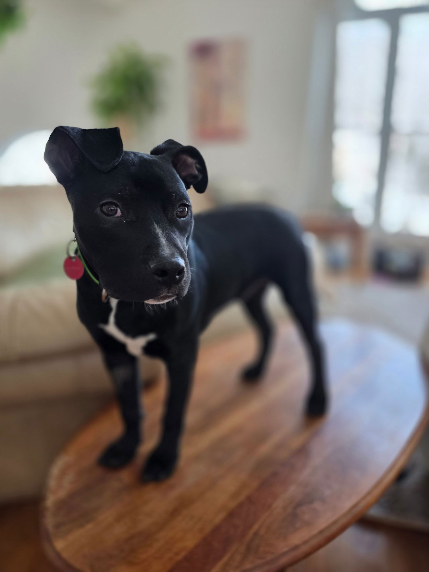 THOMAS - Pit Bull Terrier available for adoption