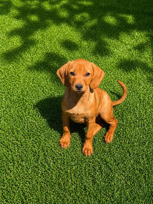 MANGO (F) - Dachshund / Hound available for adoption
