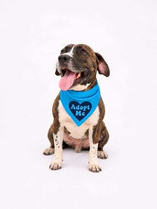 BOSCO - Pit Bull Terrier available for adoption
