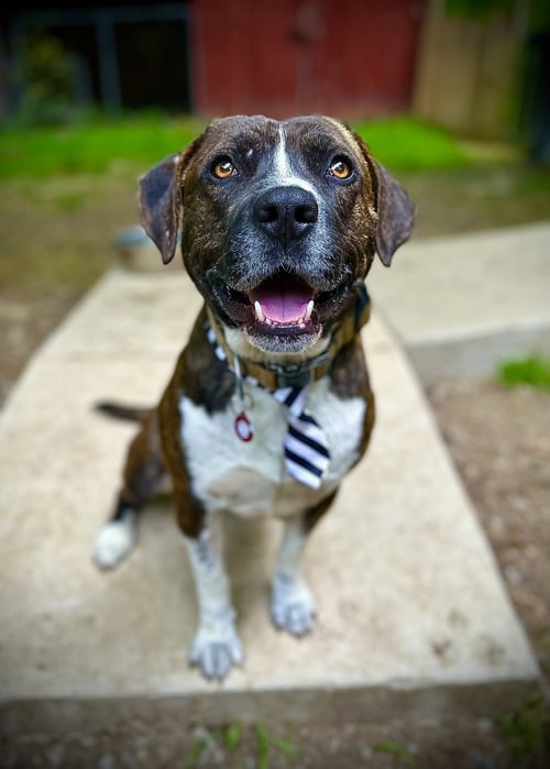 BOSCO - Pit Bull Terrier for adoption in Nashville