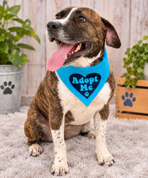 BOSCO - Pit Bull Terrier available for adoption