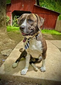 Bosco - Photo 3