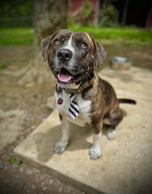 BOSCO - Pit Bull Terrier available for adoption