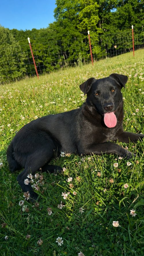 DOLLY GENERAL - Australian Cattle Dog/Blue Heeler available for adoption