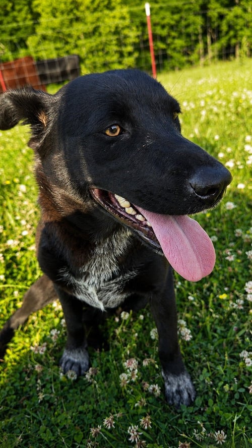 DOLLY GENERAL - Australian Cattle Dog/Blue Heeler available for adoption
