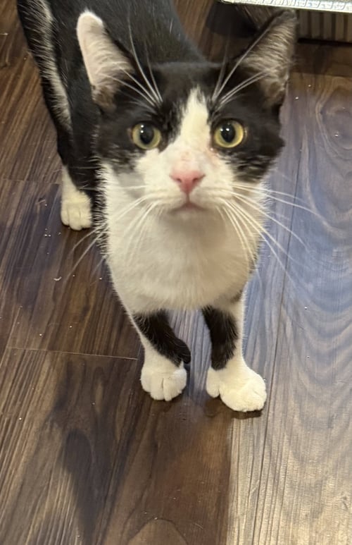 PTERODACTYL - Domestic Short Hair available for adoption