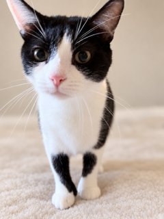 PTERODACTYL - Domestic Short Hair available for adoption