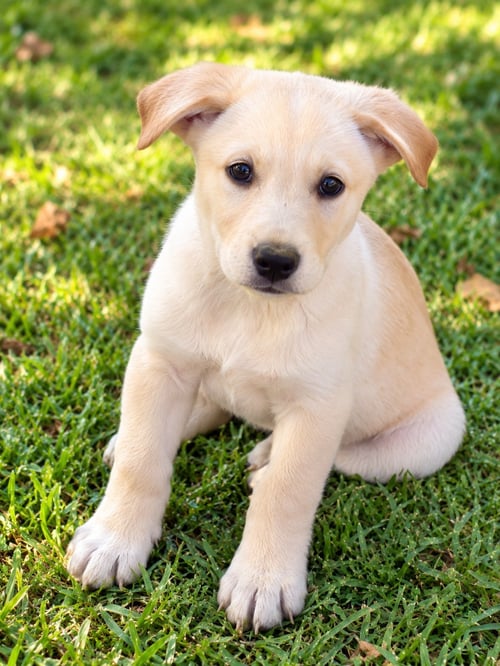 CAPTAIN AMERICA - Golden Retriever / Anatolian Shepherd available for adoption