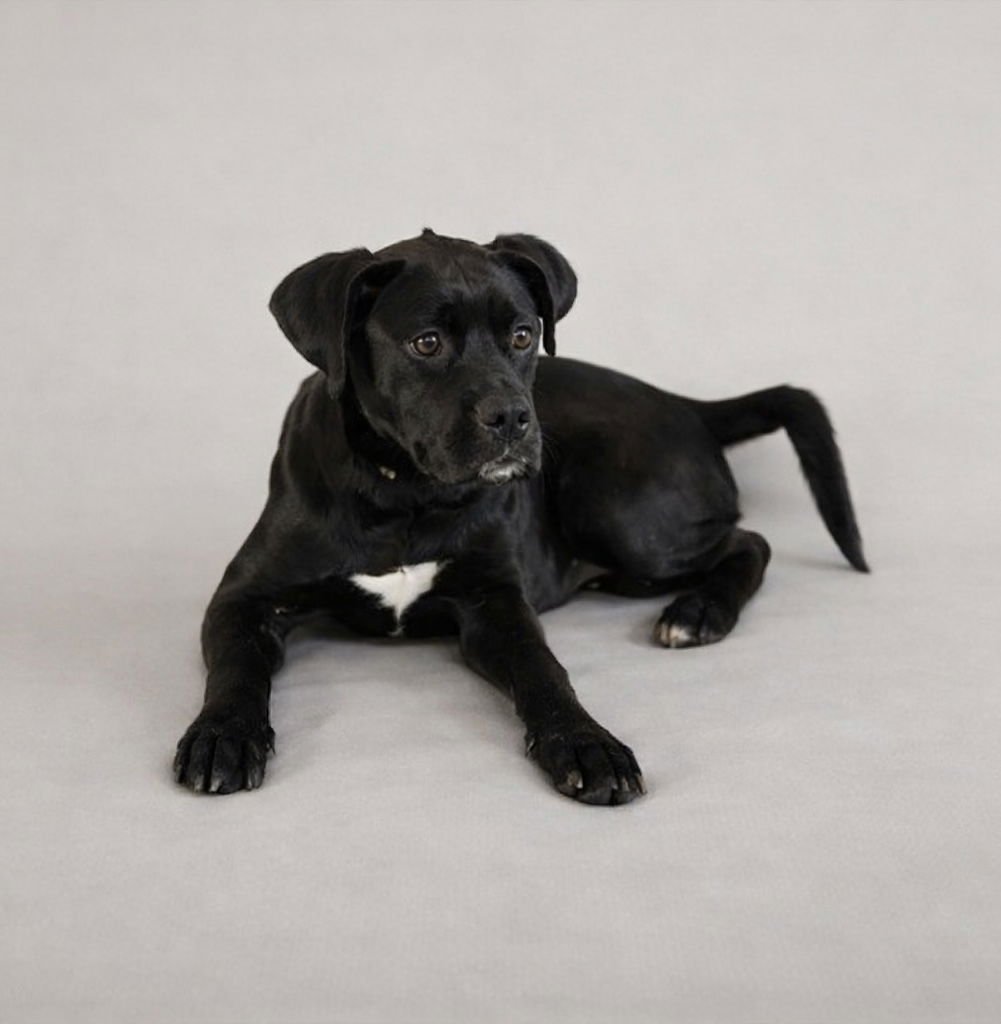 RUE (F) - Boxer / Labrador Retriever available for adoption