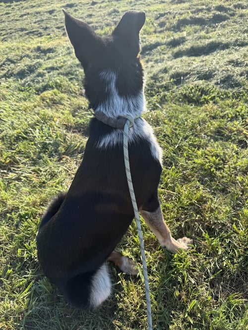 WEST (M) - Australian Cattle Dog/Blue Heeler available for adoption