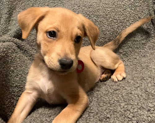 JACKSON(M) - Labrador Retriever available for adoption