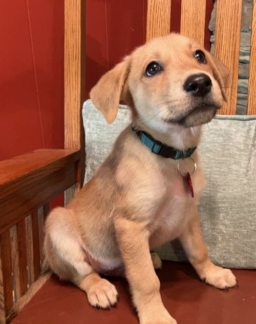 JACKSON(M) - Labrador Retriever available for adoption