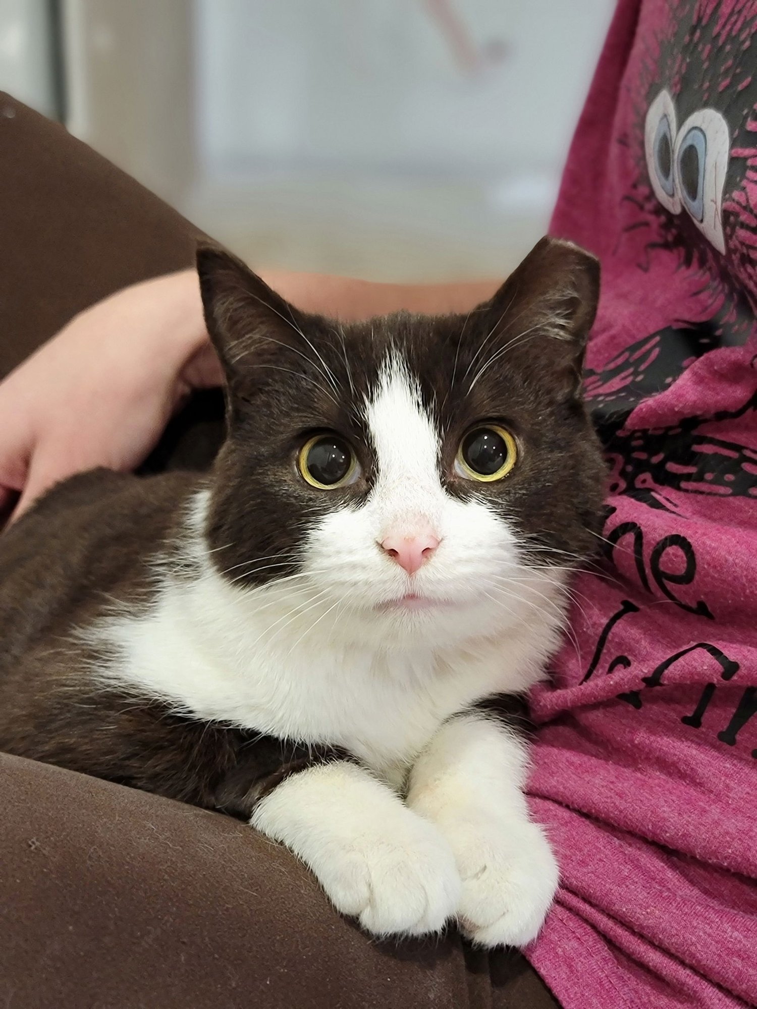 RYAN - Domestic Short Hair for adoption in Nashville