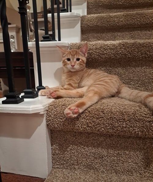 THOMAS - Domestic Short Hair available for adoption