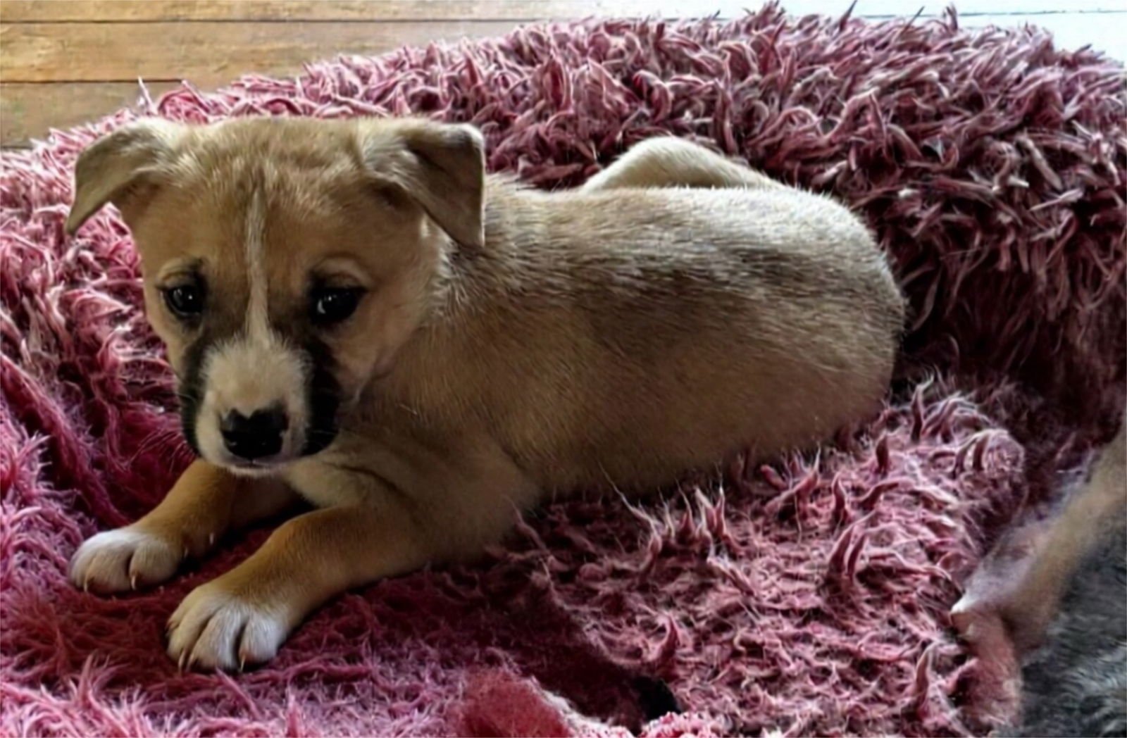 MOLASSES COOKIE (M) - Australian Shepherd available for adoption