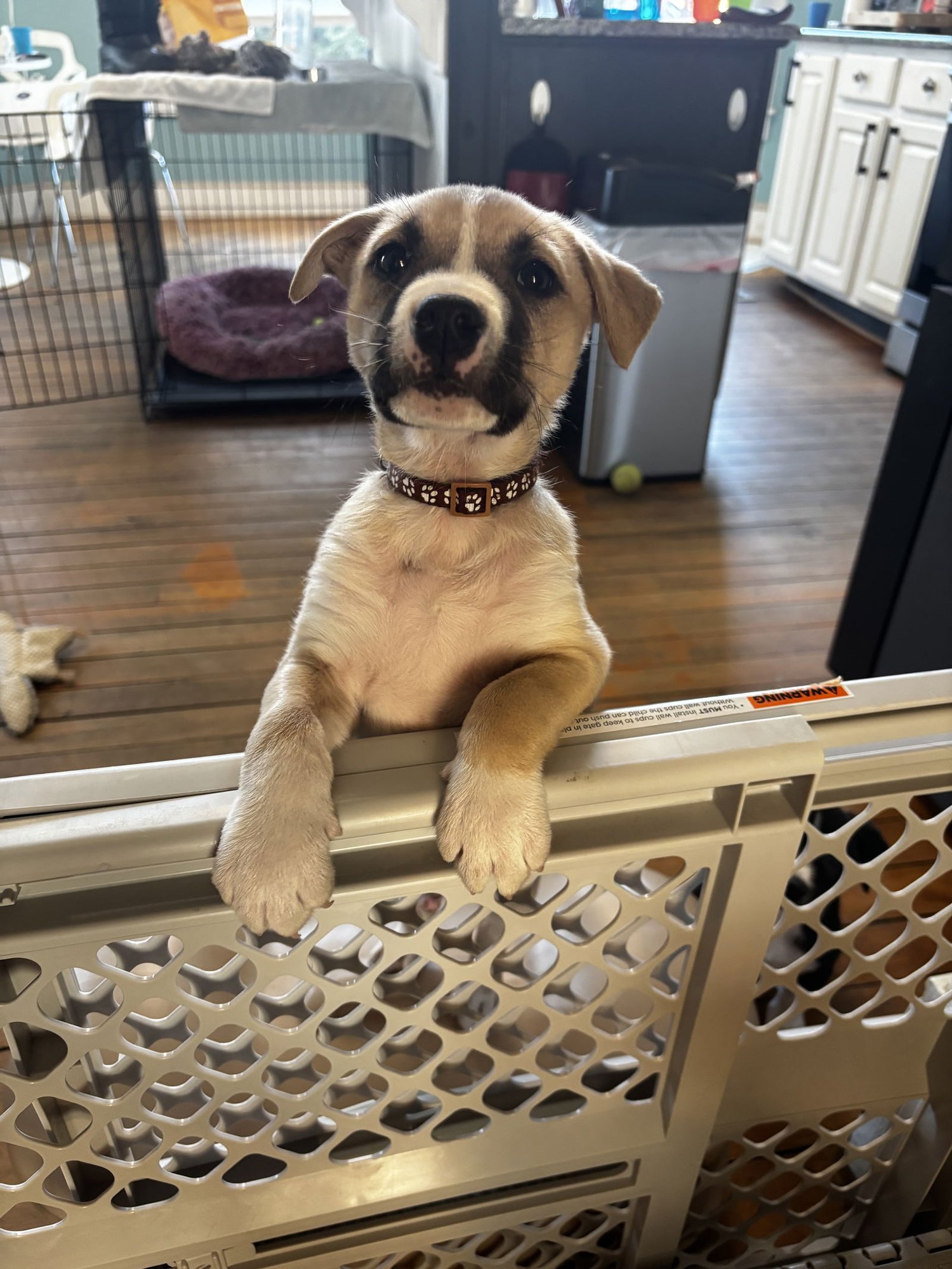 MOLASSES COOKIE (M) - Australian Shepherd available for adoption