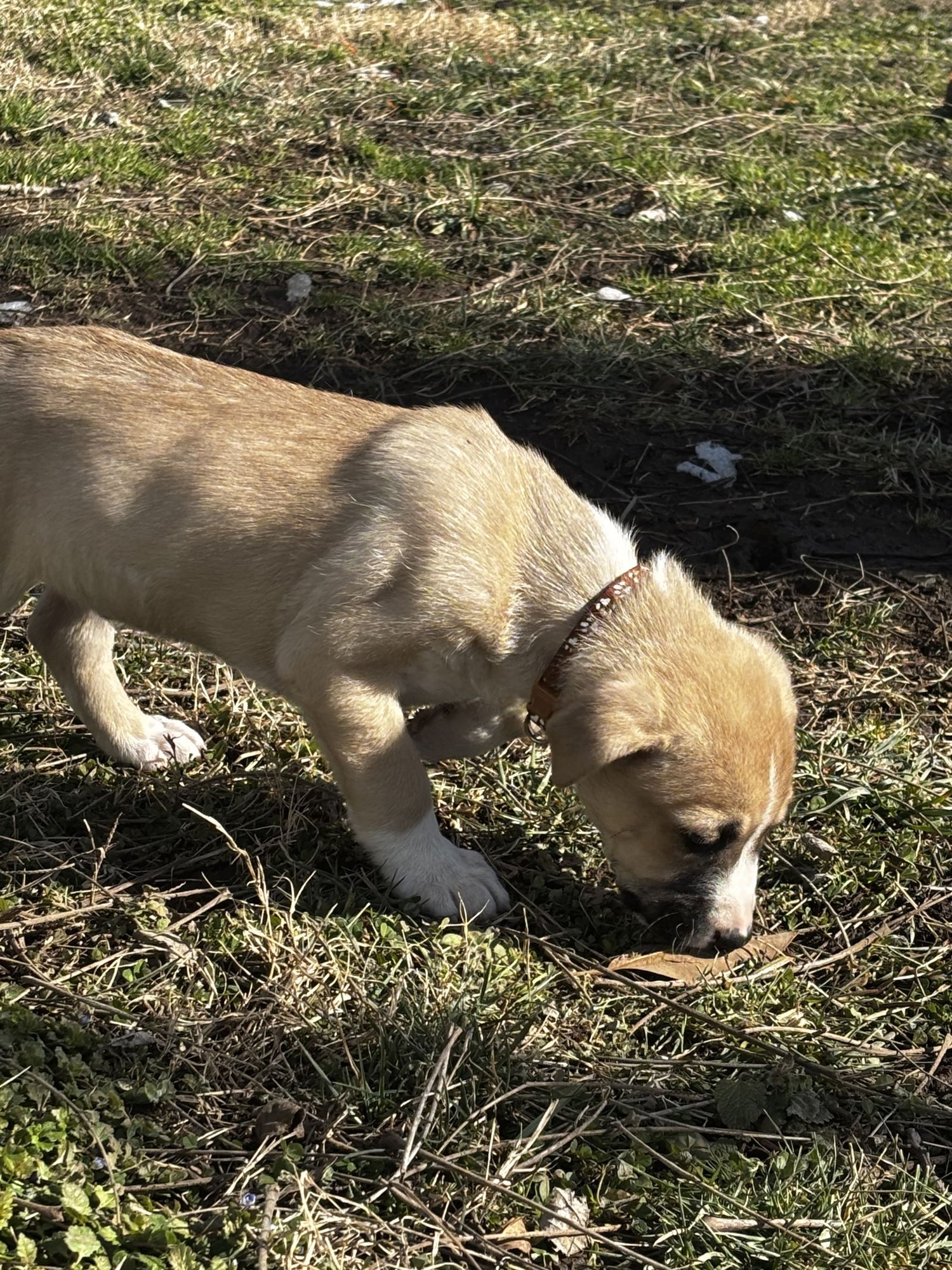 Molasses Cookie (M) - Photo 3