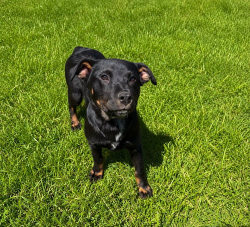 FANTA (F) - Rottweiler / Australian Shepherd available for adoption