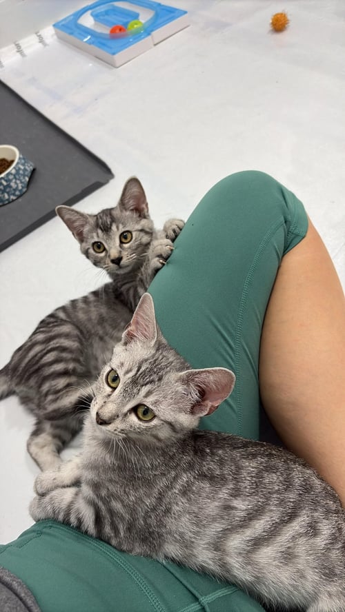OREGANO - Domestic Short Hair available for adoption