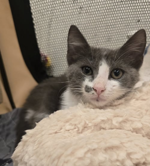 CRAWFORD - Domestic Short Hair available for adoption