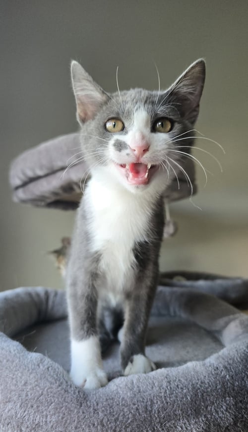 CRAWFORD - Domestic Short Hair available for adoption