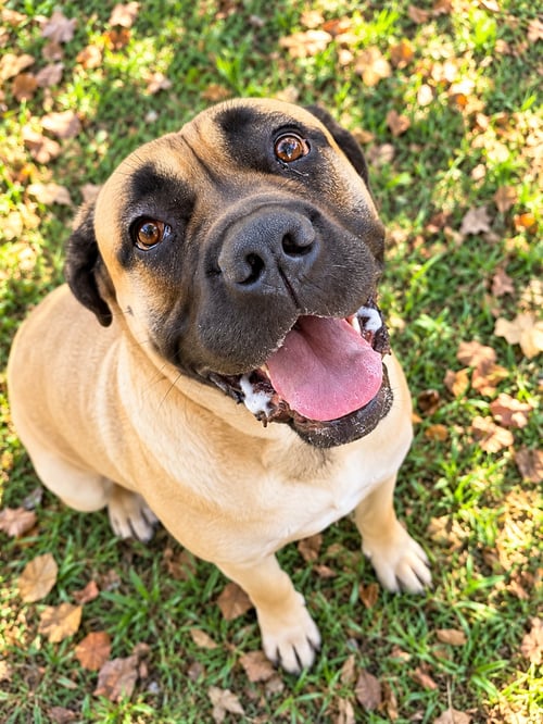 AMANDA - Mastiff available for adoption