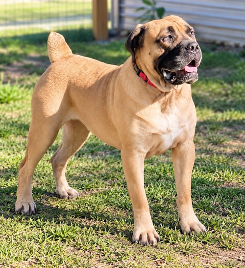 AMANDA - Mastiff available for adoption
