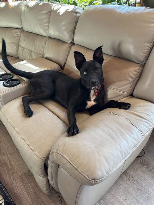 HAZEL - Labrador Retriever / Pit Bull Terrier available for adoption
