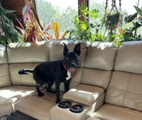 Hazel - Photo 2